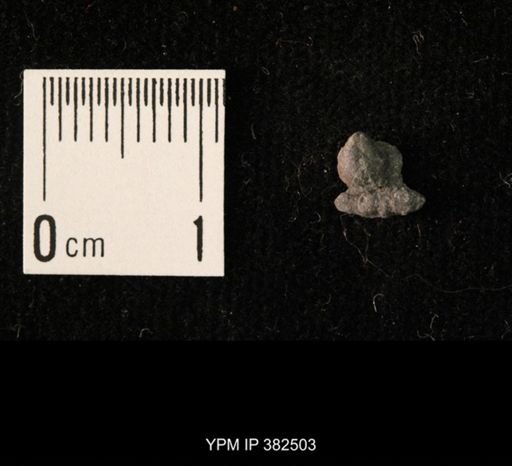 Ambocoelia planoconvexa