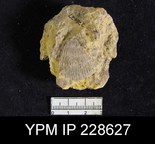 Derbya sp.