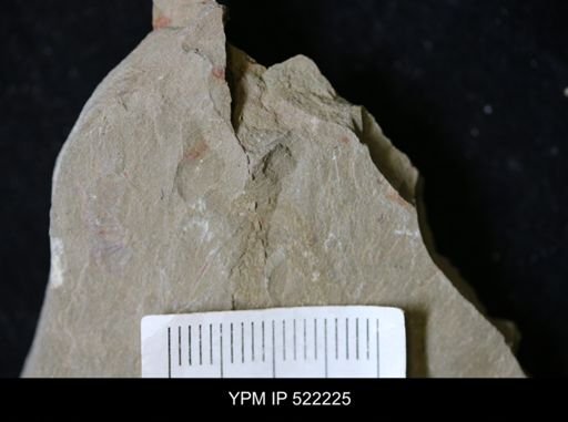 undet. Arthropoda
