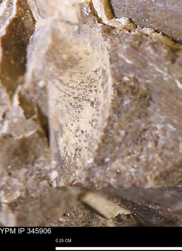 undet. Bivalvia