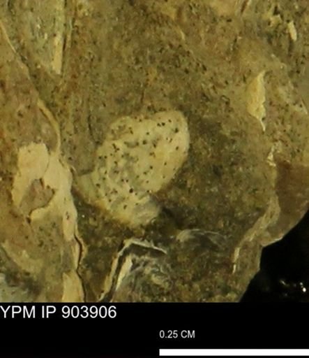 undet. Bivalvia
