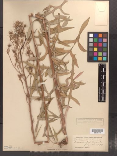 Lactuca canadensis