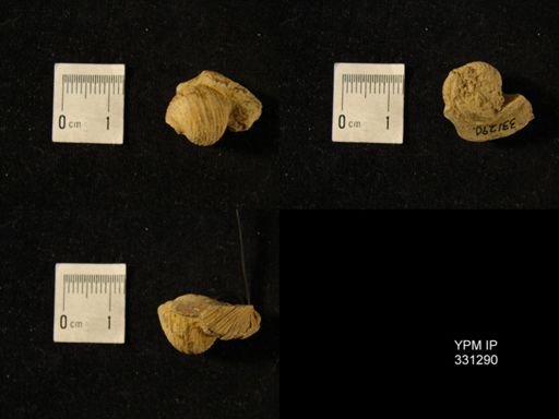 Euphemites sp.