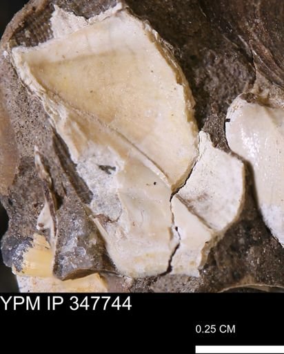 undet. Bivalvia