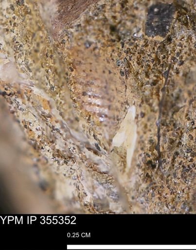 Gastropoda