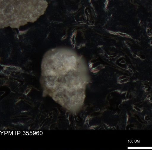 undet. Foraminiferida