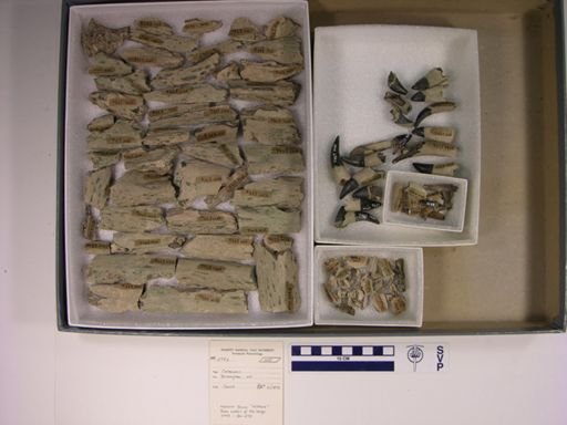 Crocodylidae