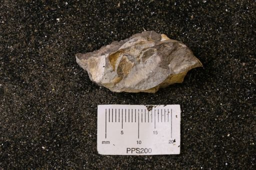 Spisula elliptica