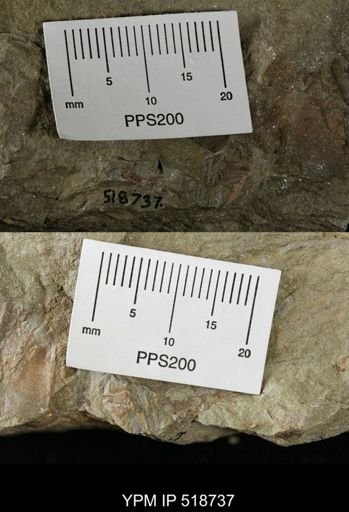 Ampyx sp.