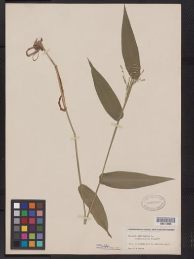 Panicum latifolium
