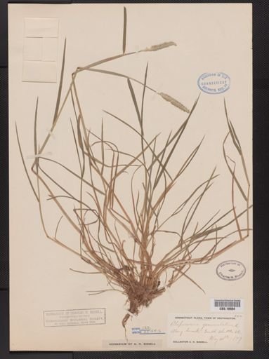 Alopecurus geniculatus