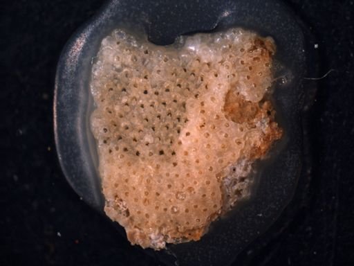 Lifuella gorgonensis