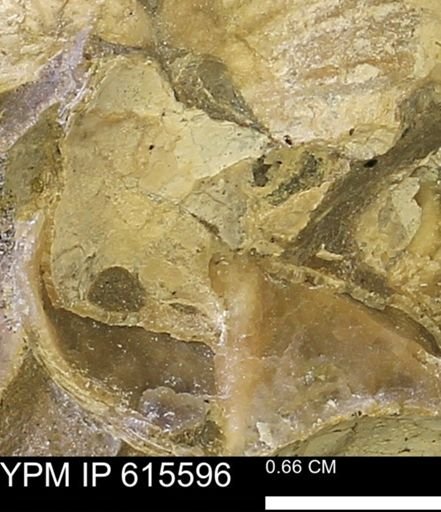 undet. Bivalvia
