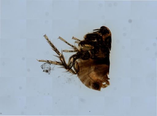 Ctenocephalides canis
