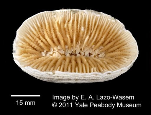 cf. Flabellum