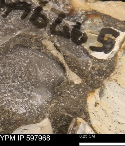 Limopsis striatopunctatus