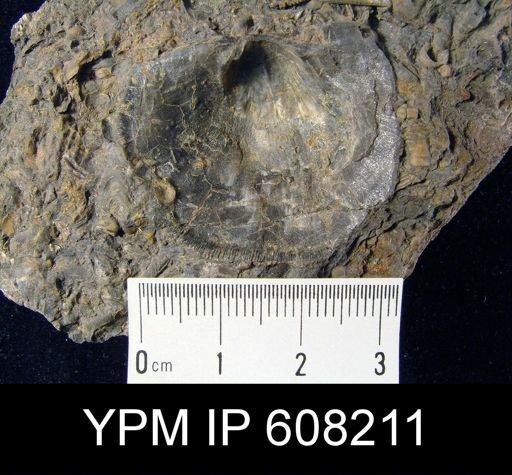Derbya cymbula?