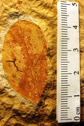 Robinia californica