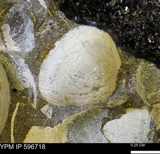 Protocardia?