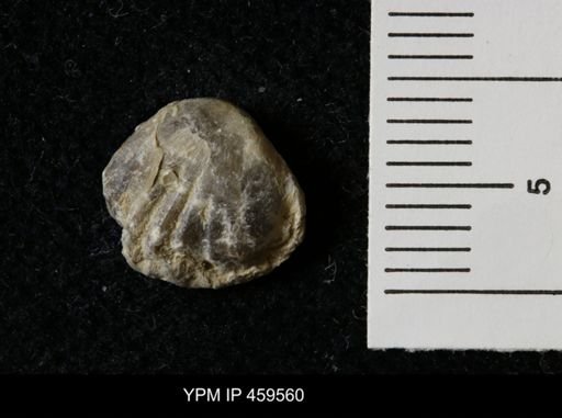 Wellerella