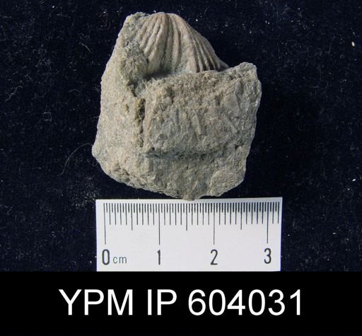 Platystrophia biforata