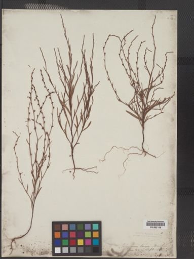 Polygonum tenue
