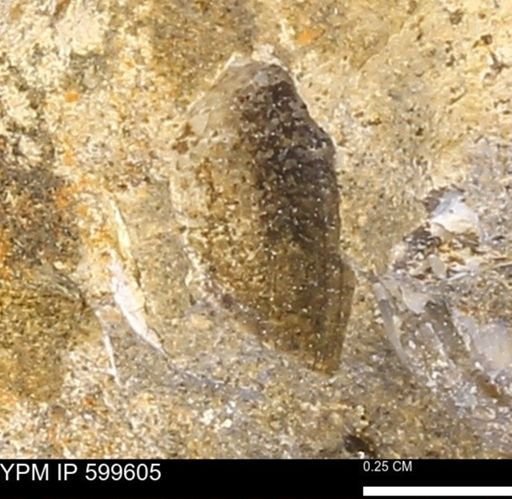 Protocardia subquadrata