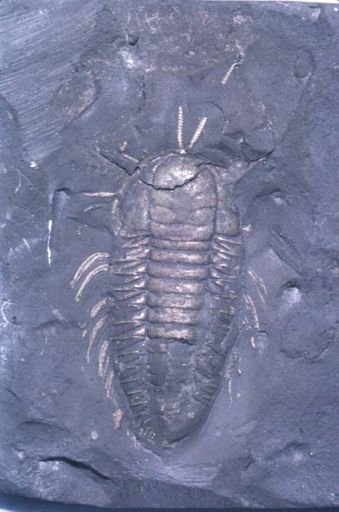 Triarthrus eatoni