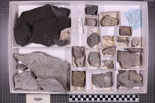 mixed taxa, stratigraphic collection