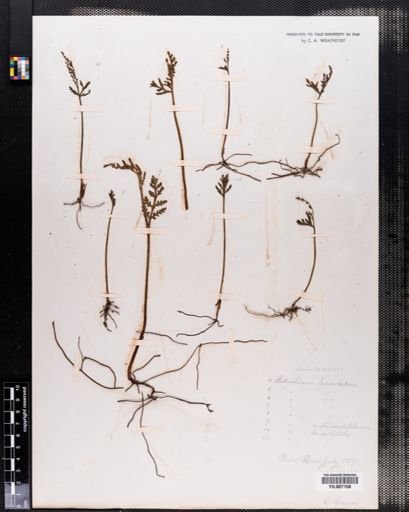 Botrychium lanceolatum