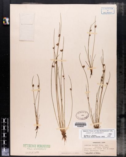 Scirpus smithii