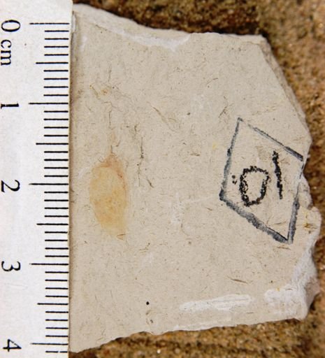 Eucommia montana