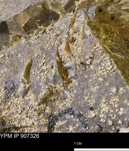 undet. Mollusca