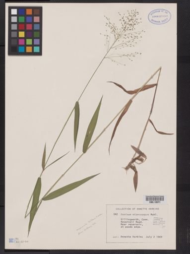 Panicum microcarpon
