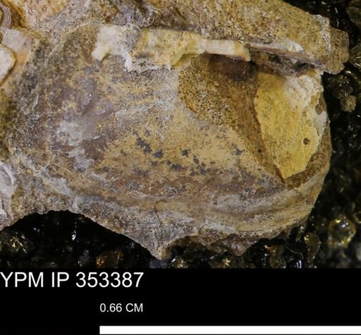 Parallelodon sp.