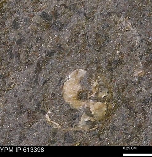 Scaphites sp.
