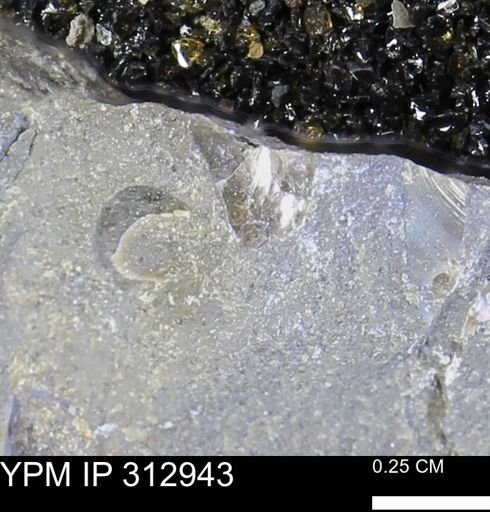 undet. Mollusca