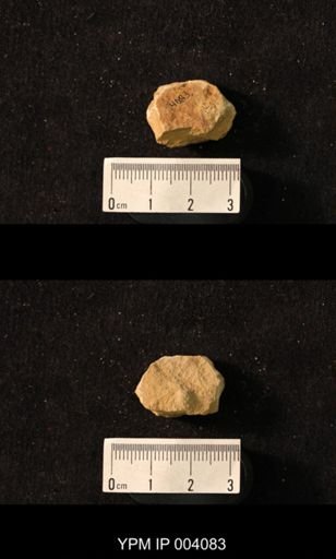 Productus villiersi