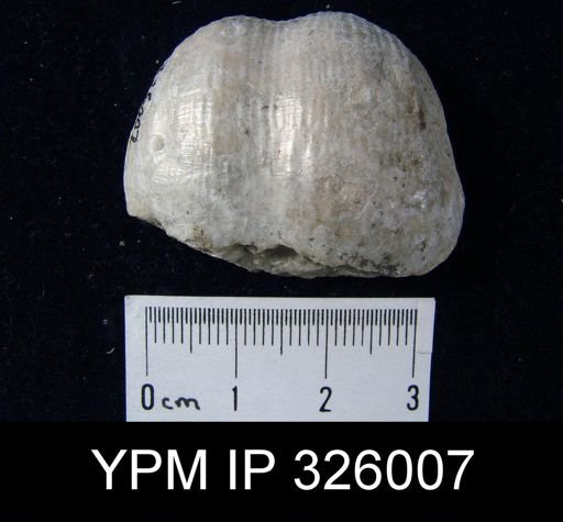 Proboscidella lata