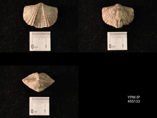 Platystrophia sublaticosta