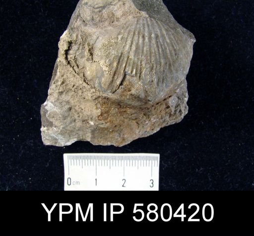 Strophodonta sp.
