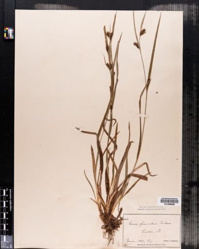 Carex flaccosperma