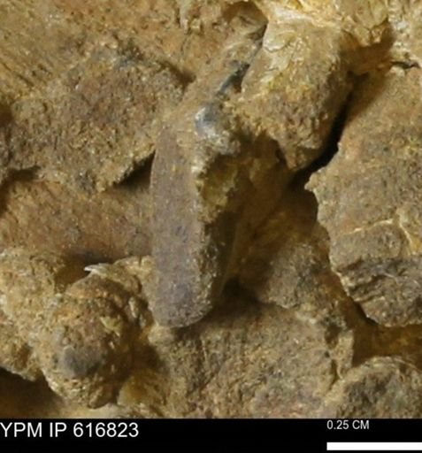 Teredo sp.