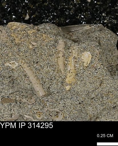 undet. Scaphopoda