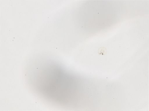 Paramecium
