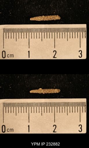 Archaeocidaris sp.