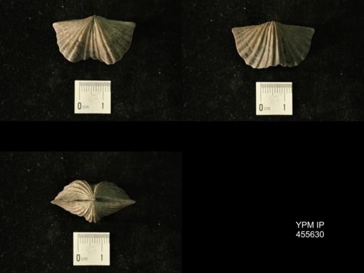 Platystrophia laticosta