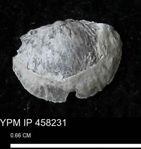 Chonetes mucronatus
