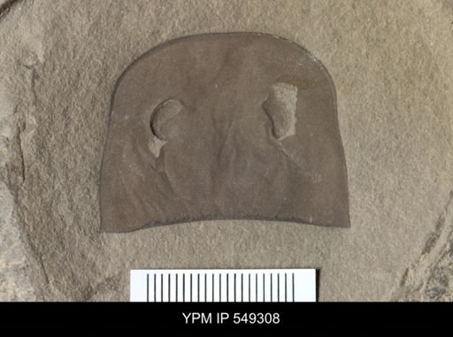 undet. Eurypterida