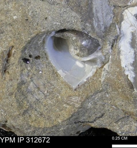 undet. Bivalvia